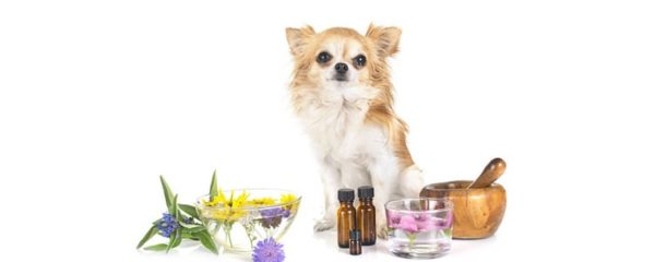 naturopathie animale