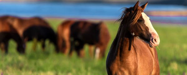 Renforcement immunitaire du cheval