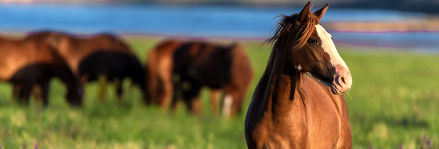 Renforcement immunitaire du cheval